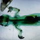 Illustration for article titled This Chemical Transforms Lab Animals Into Transparent Works Of Art